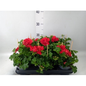 Pelargonium pelt.   ...
