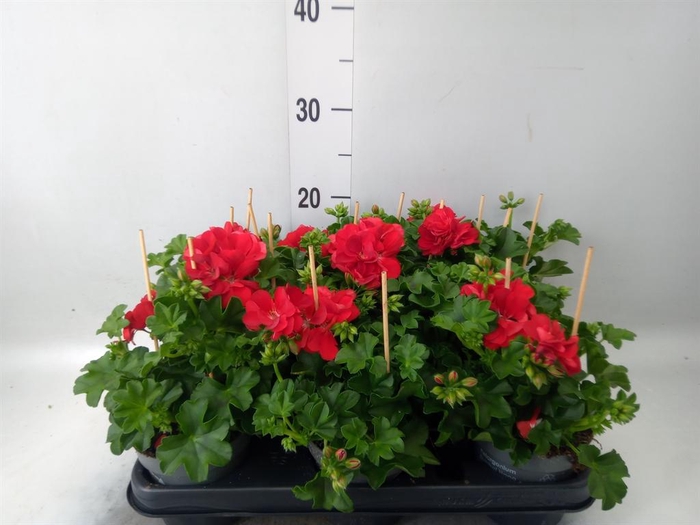 <h4>Pelargonium pelt.   ...</h4>