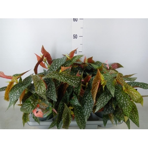 Begonia BD 'Double Dot'