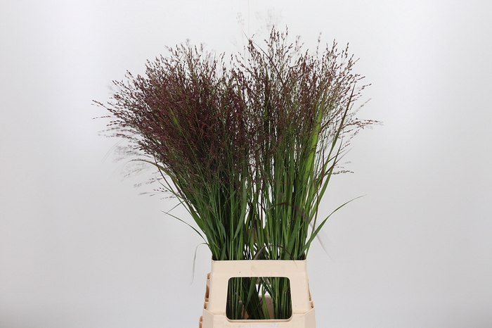 <h4>Panicum Warrior</h4>