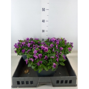 Viola corn. 'Patiola Tangarine'