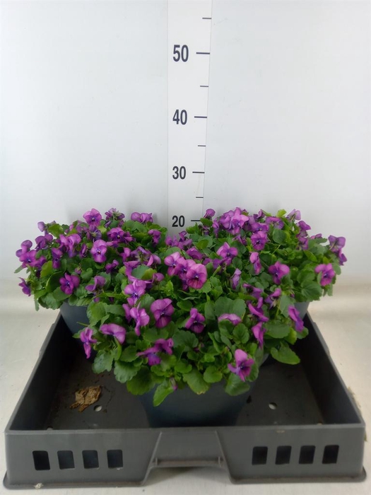 <h4>Viola corn. 'Patiola Tangarine'</h4>