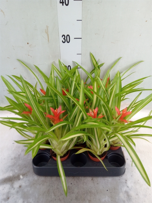 <h4>Guzmania  'Ice Cream'</h4>