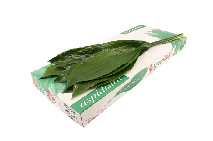 <h4>Aspidistra 100 Green Invest</h4>