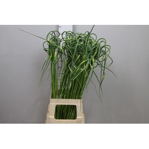Allium Sat Ophioscor