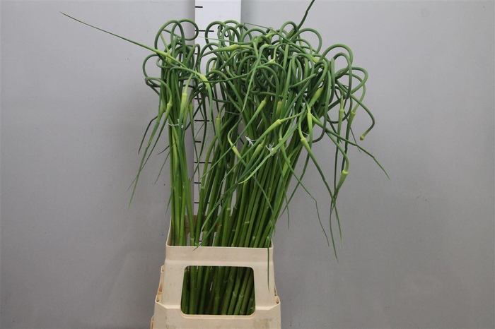 <h4>Allium Sat Ophioscor</h4>