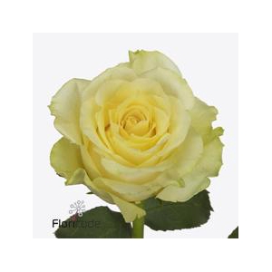 Rosa large minion rose