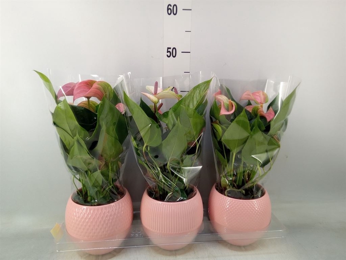 <h4>Anthurium   ...mix</h4>