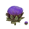 CYNARA SC GREEN GLOB