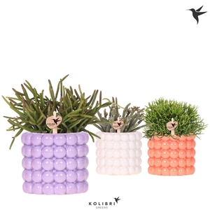 Kolibri Greens Rhipsalis mix in Poppy pot mix