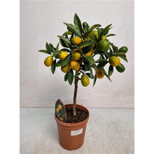 Citrus Kumquat Stem
