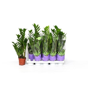 Zamioculcas zamifolia 12Ø 50cm 3st