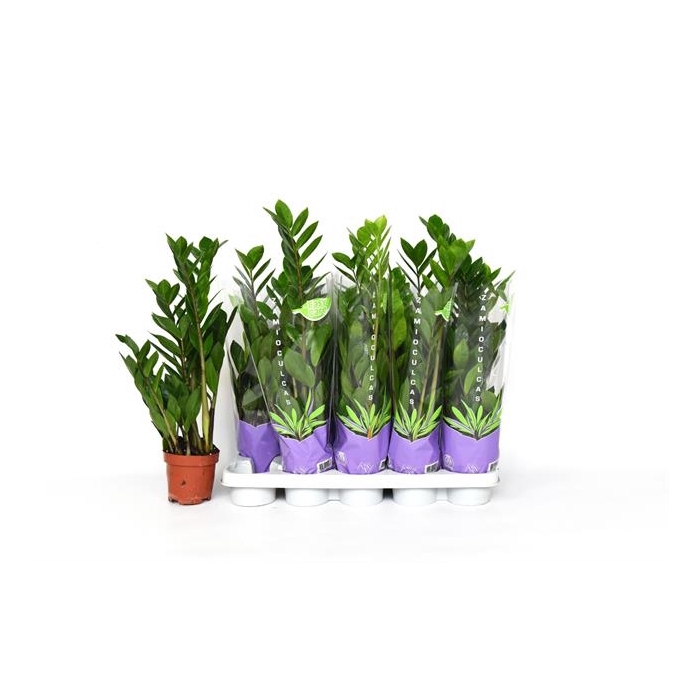 <h4>Zamioculcas zamifolia 12Ø 50cm 3st</h4>