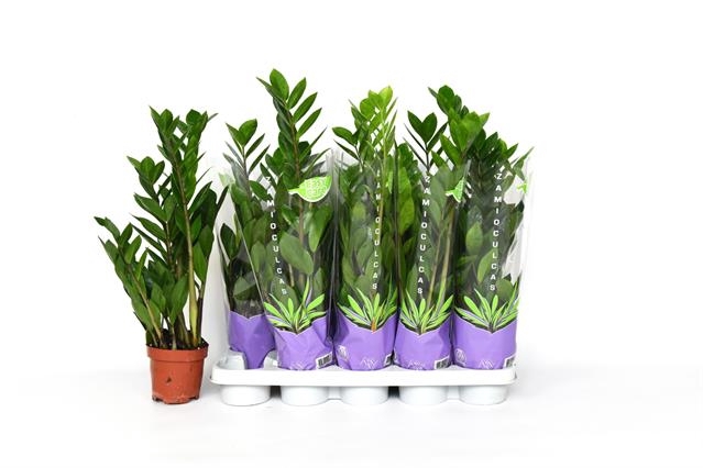 Zamioculcas zamifolia 12Ø 50cm 3st