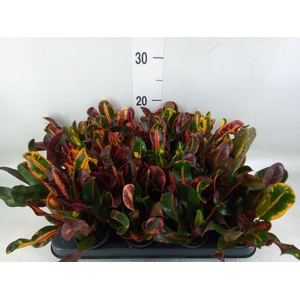 Codiaeum var. GR 'Mammi'