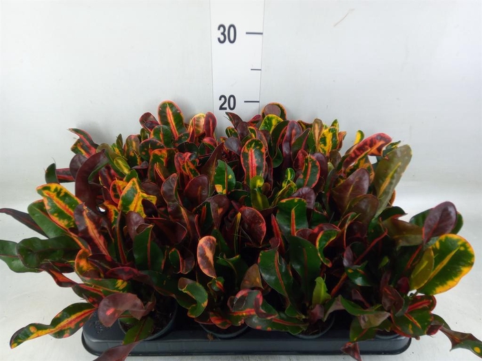 <h4>Codiaeum var. GR 'Mammi'</h4>