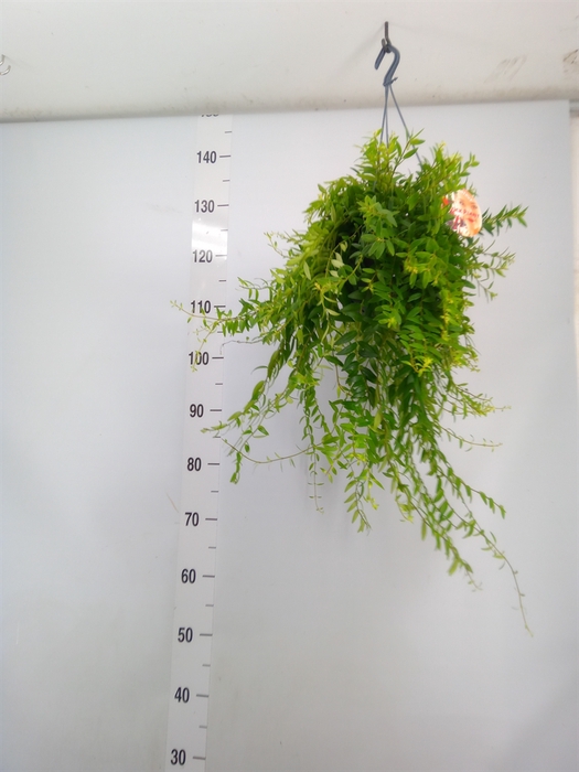 <h4>Aeschynanthus  'Japhrolepis'</h4>