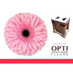 Gerbera Estrella Water