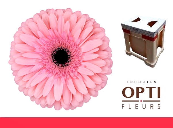 <h4>Gerbera Estrella Water</h4>