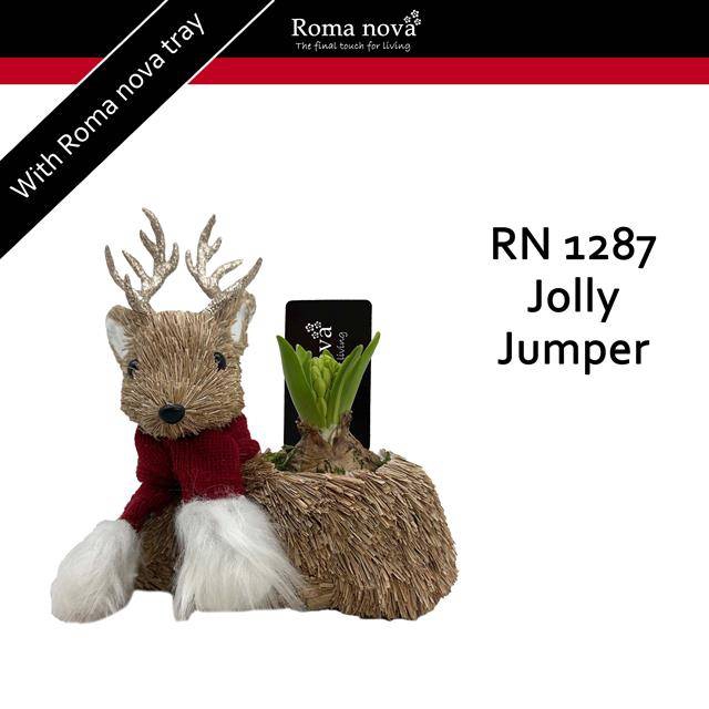 <h4>arr4 Hyacint RN - Jolly Jumper</h4>