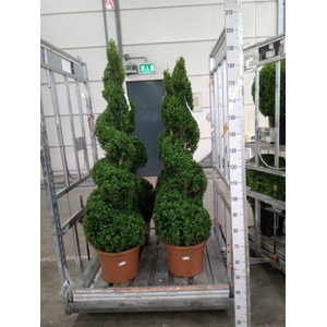 Buxus semp.   ...
