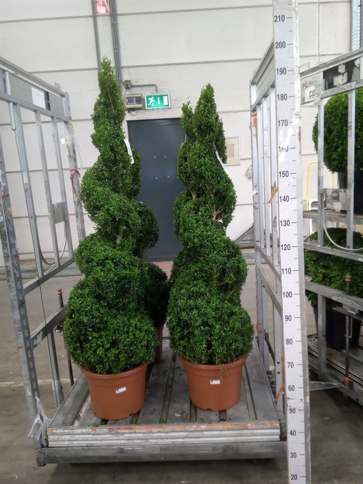 <h4>Buxus semp.   ...</h4>