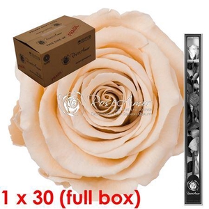 60cm Stem Cha01 Bulk