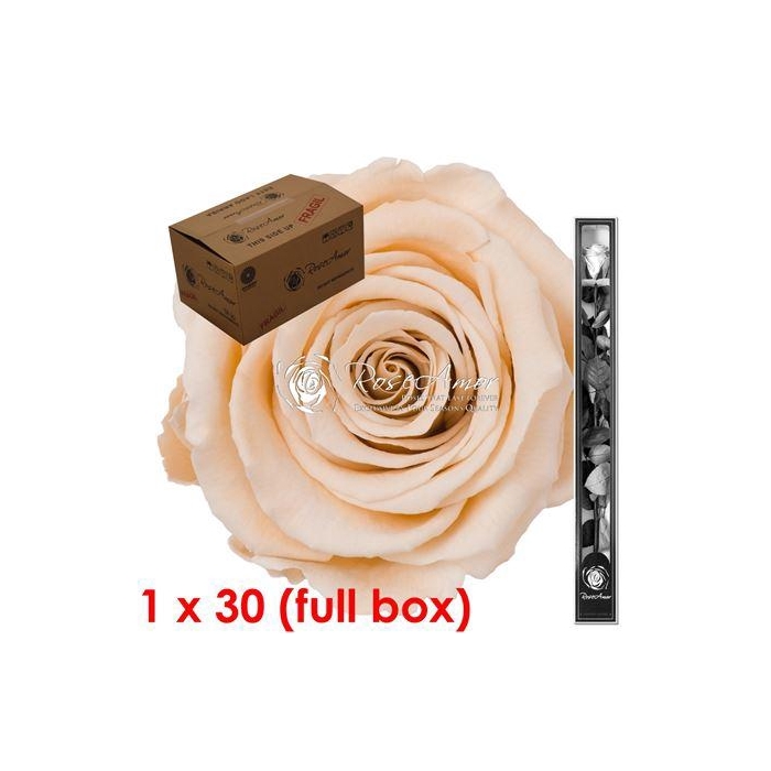 <h4>60cm Stem Cha01 Bulk</h4>