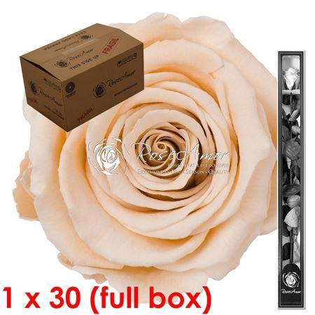 <h4>60cm Stem Cha01 Bulk</h4>