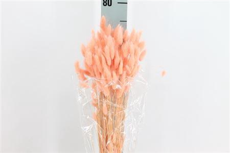 <h4>Dried Lagurus Bleached Peach Bs</h4>