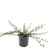 Cotoneaster procumbens Queen of Ca