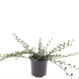 Cotoneaster procumbens Queen of Ca