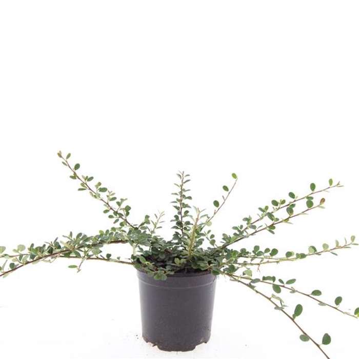 <h4>Cotoneaster procumbens Queen of Ca</h4>