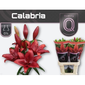 LI LA CALABRIA