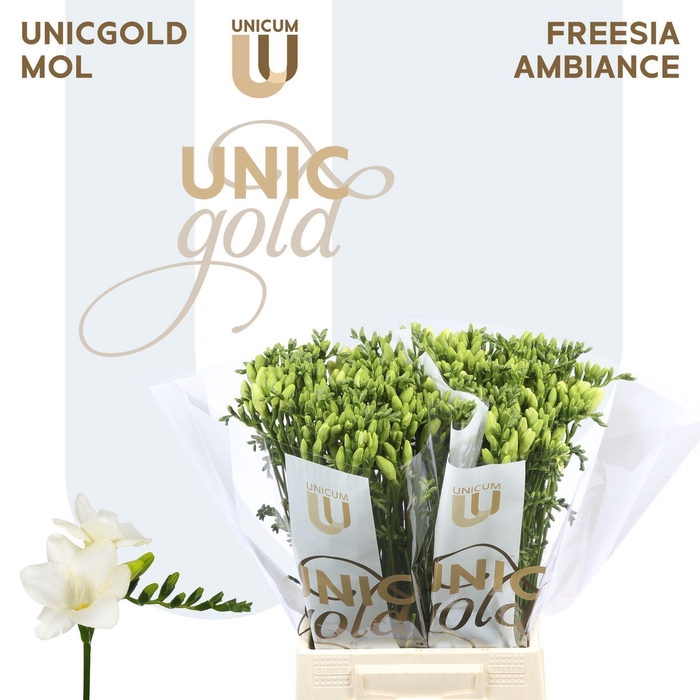 <h4>Freesia EN 'Ambiance'</h4>