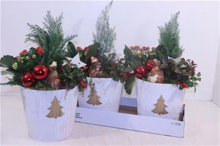 <h4>Arr Hippeastrum</h4>