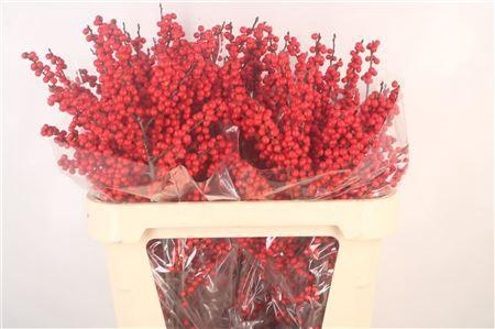 <h4>Ilex Verticilata Red Ex</h4>