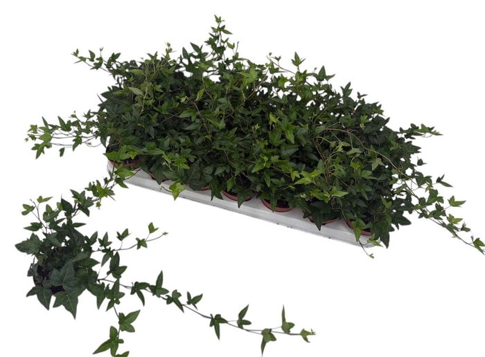 <h4>HED HE SHAMROCK</h4>