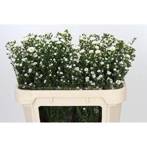 Aster Paquita