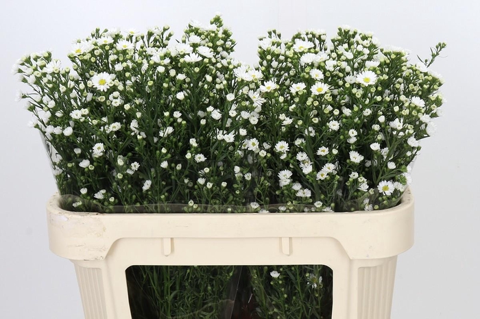 <h4>Aster Paquita</h4>
