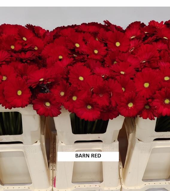 <h4>Ge Mi verf rood</h4>