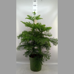Araucaria heterophylla