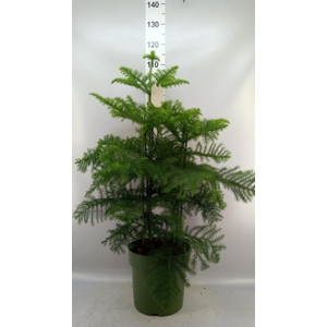 Araucaria heterophylla