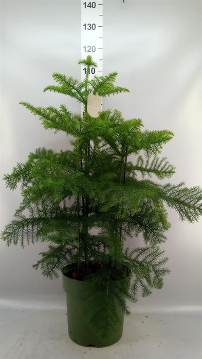 <h4>Araucaria heterophylla</h4>