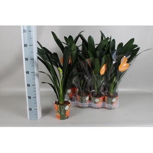 CLIVIA MI