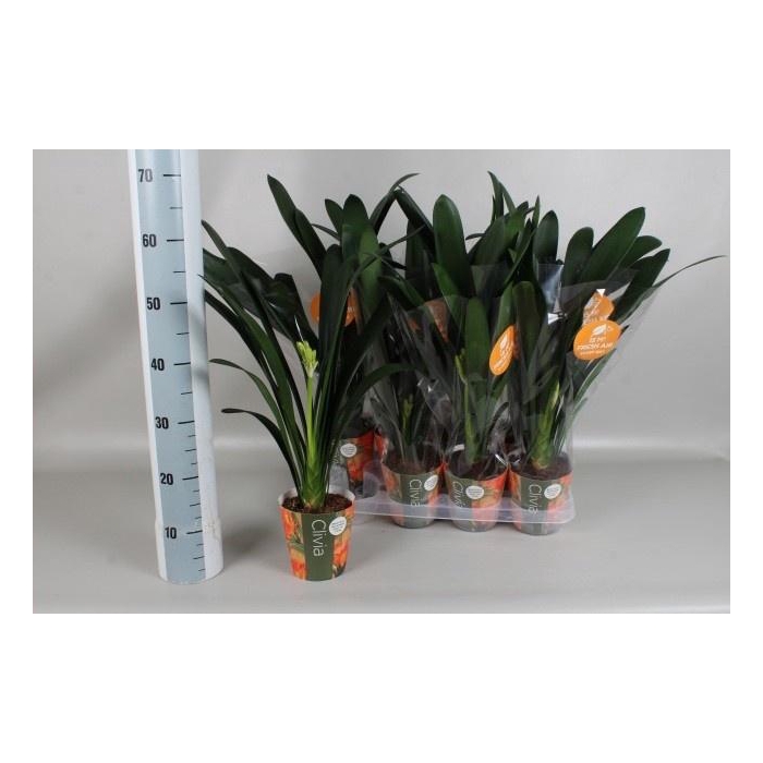 <h4>CLIVIA MI</h4>