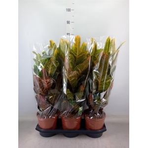 Codiaeum var. GR 'Excellent'