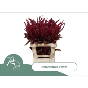 AMAR CR VELVET