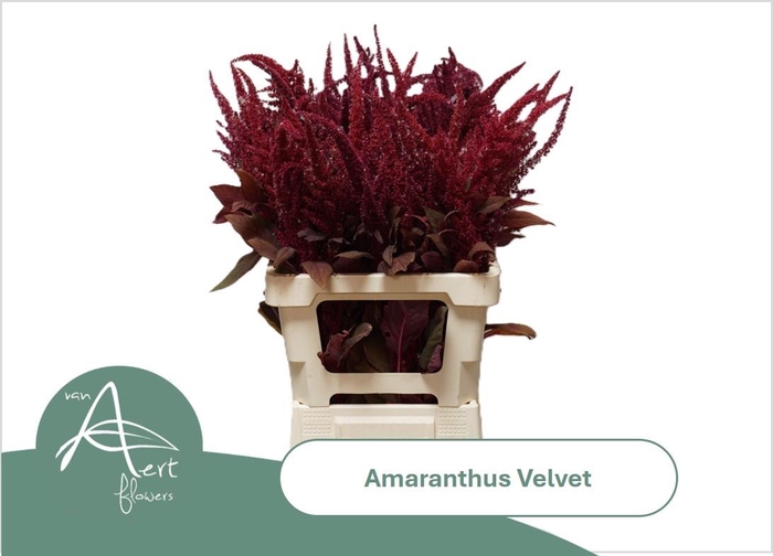 <h4>AMAR CR VELVET</h4>