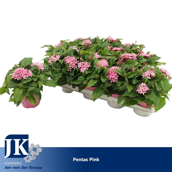 Pentas Pink